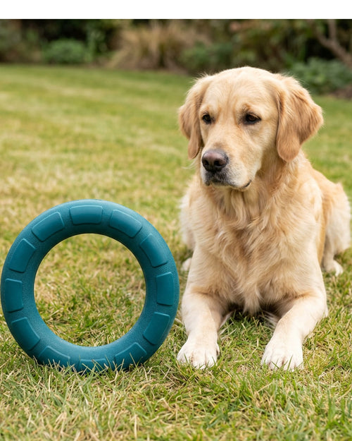 Zlos Textured TPR Fetch Ring 15 cm Teal - Lifestyle view